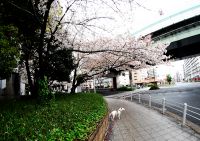 桜川の桜